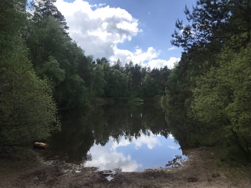 In der Palinger Heide