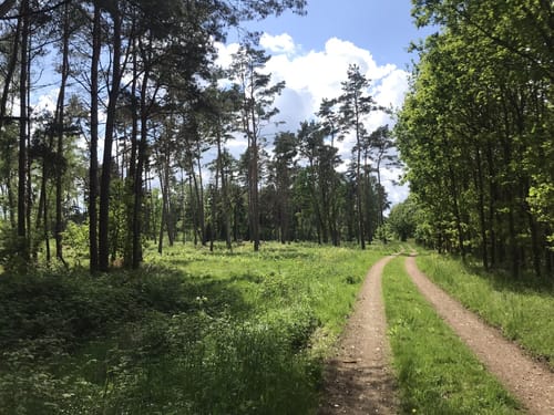 In der Palinger Heide