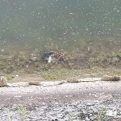 Römische Ruinen und Donauufer