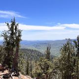 Bristlecone Pine Trail, Utah - 166 Reviews, Map | AllTrails