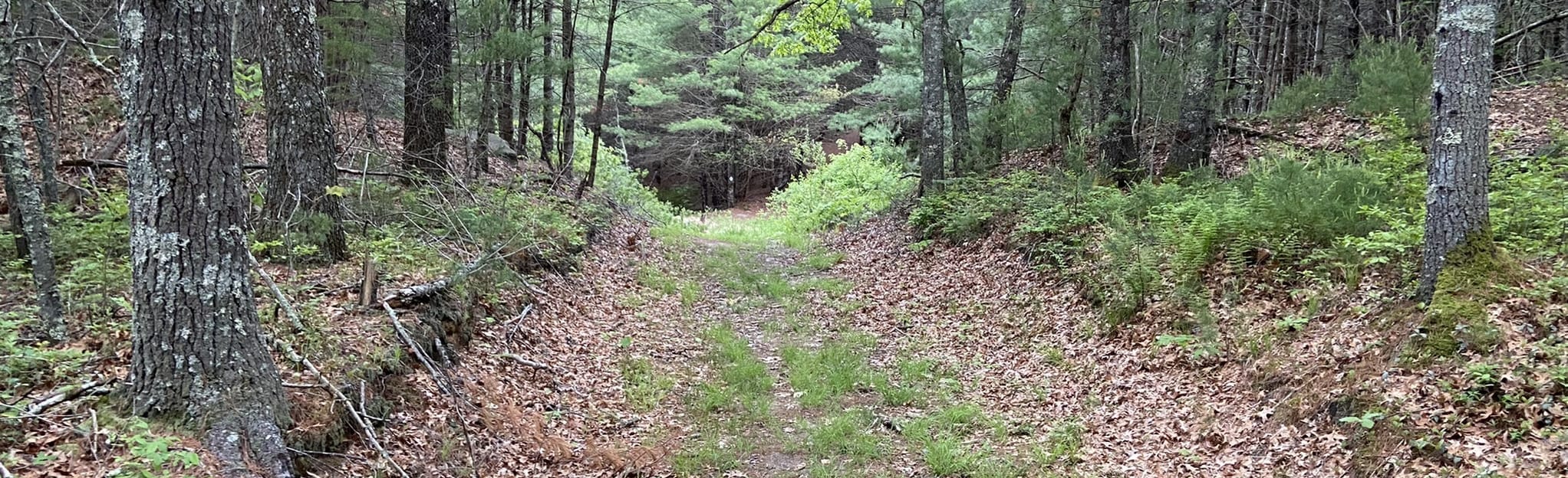 Cole Property Blue Loop, Massachusetts 23 Reviews, Map AllTrails
