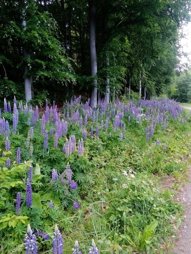 Söhrewald Rundweg 3