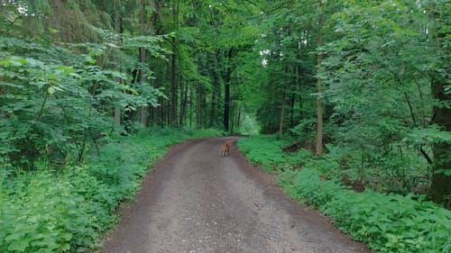 Ritter- und Geisterpfad (Ni06)