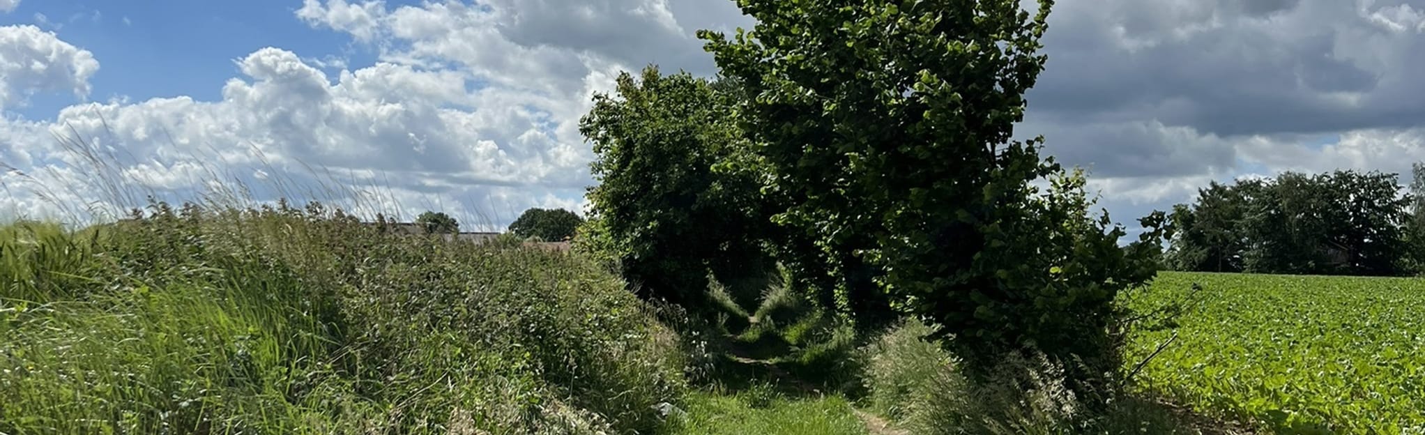 Linden nodes (Speelberg walk) 19 Reviews, Map Flemish Brabant