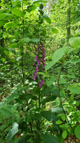 Untere Allerniederung bei Boye