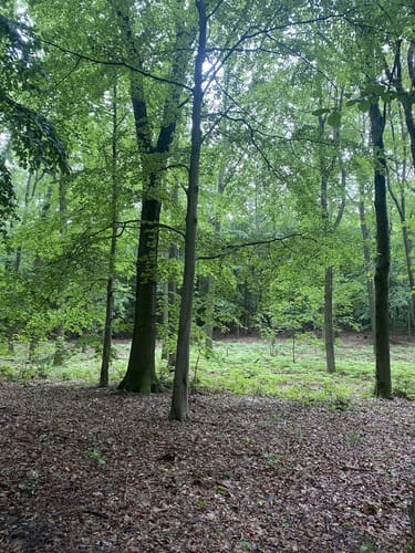Durch den Buchenholz