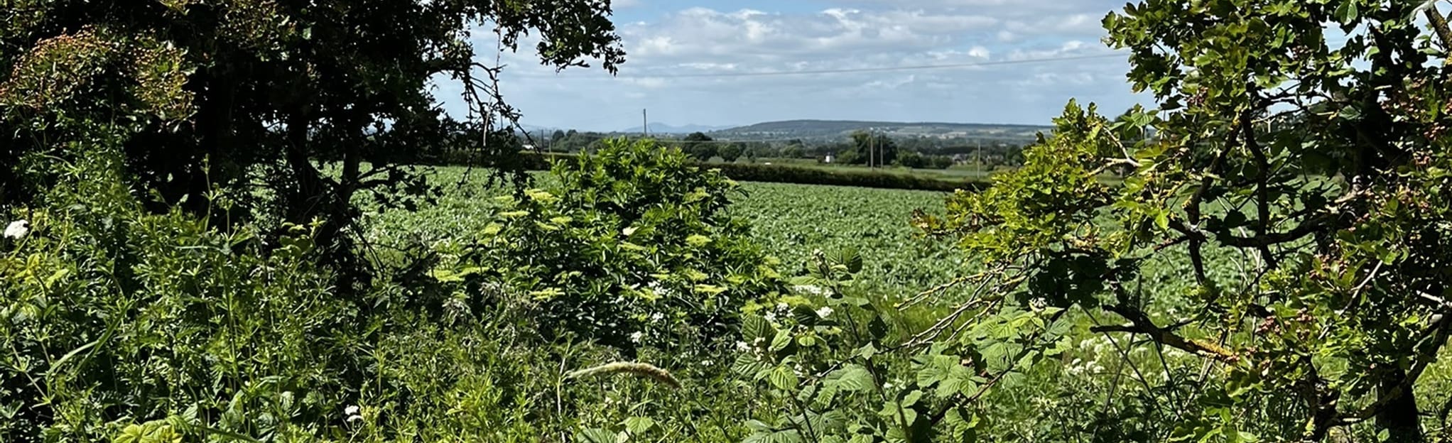 Wellington, Wrockwardine and Dothill, Shropshire, England 13 Reviews