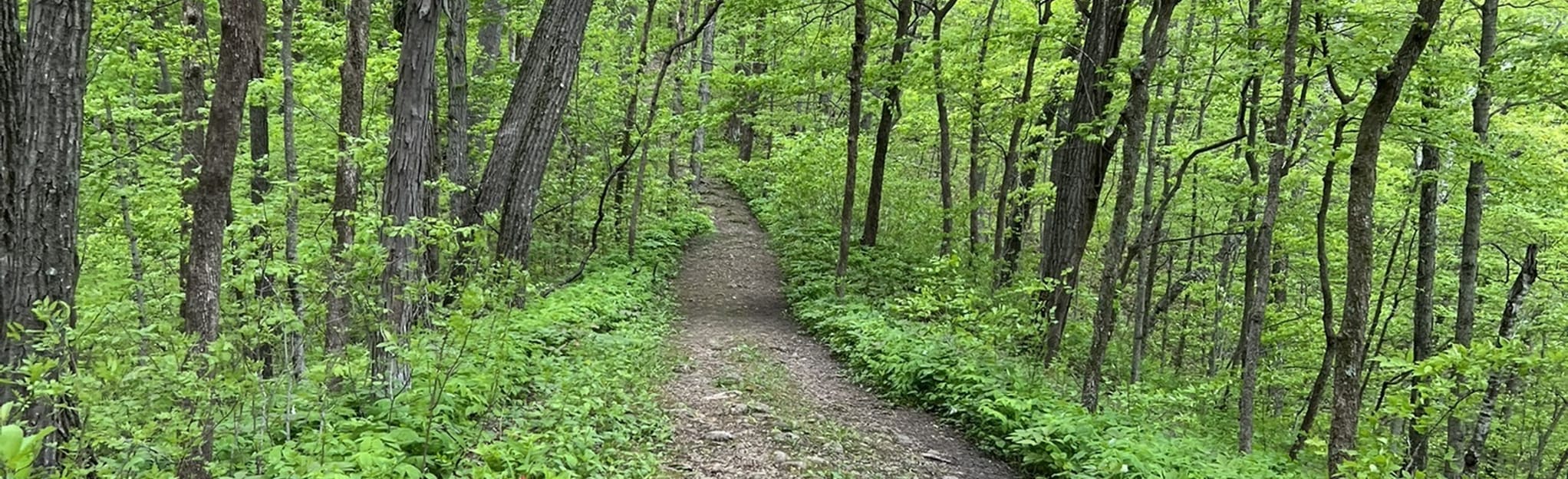 Ice Age Trail Greenbrush Segment via Glenbeulah, 227 Photos