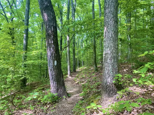 10 Best Trails and Hikes in Oak Ridge | AllTrails