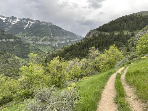 se permiten perros en el bosque nacional uinta wasatch cache