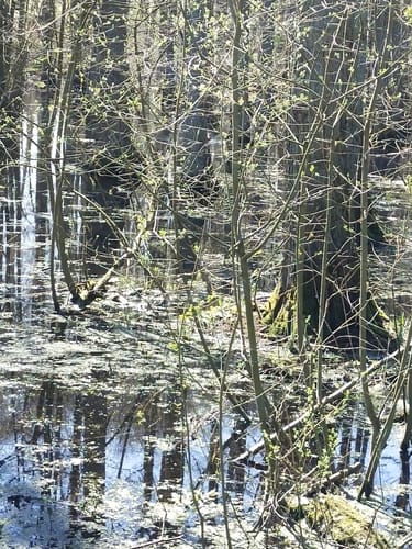 Bardüttingdorf Rundwanderweg A1