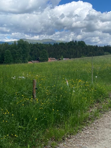 Rundweg Rüsselkäfer