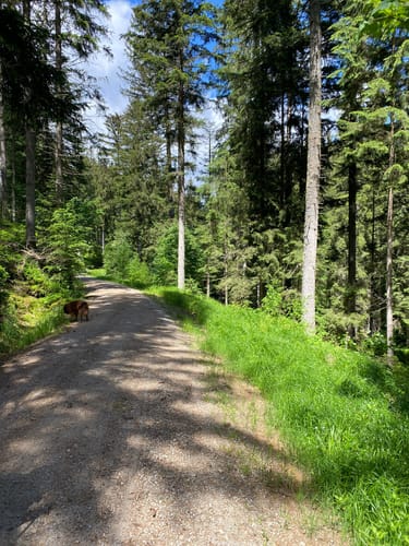 Rundweg Rüsselkäfer