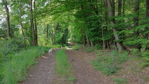 Bubach an der Naab - Richthof - Pistlwies