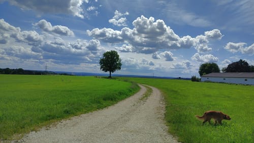 Bubach an der Naab - Richthof - Pistlwies