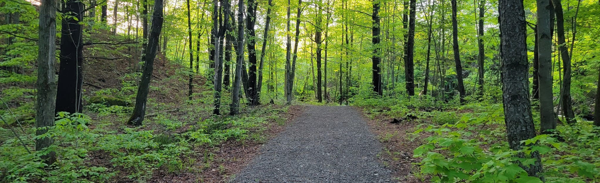 Cherry River Stop Trail, Quebec, Canada 24 Reviews, Map AllTrails