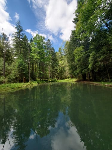 Best 10 Hikes and Trails in Bald Eagle State Forest | AllTrails