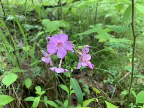 Best Hikes and Trails in E. Lucy Braun Lynx Prairie Preserve | AllTrails