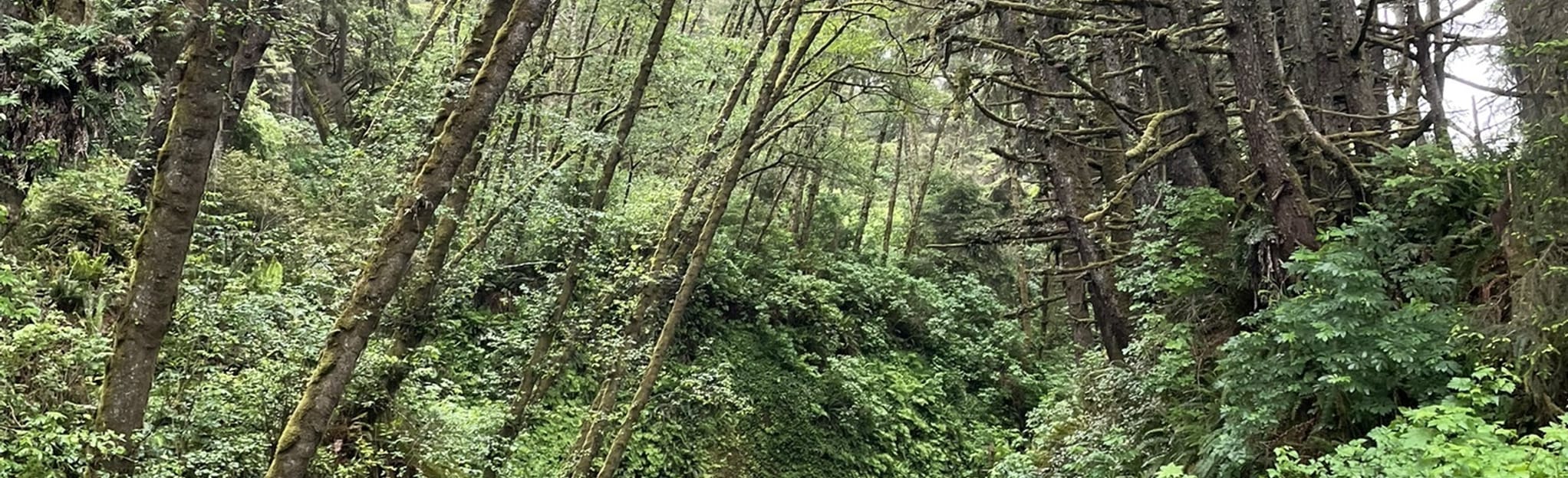 James Irvine, Fern Canyon, Friendship Ridge, and West Ridge Loop
