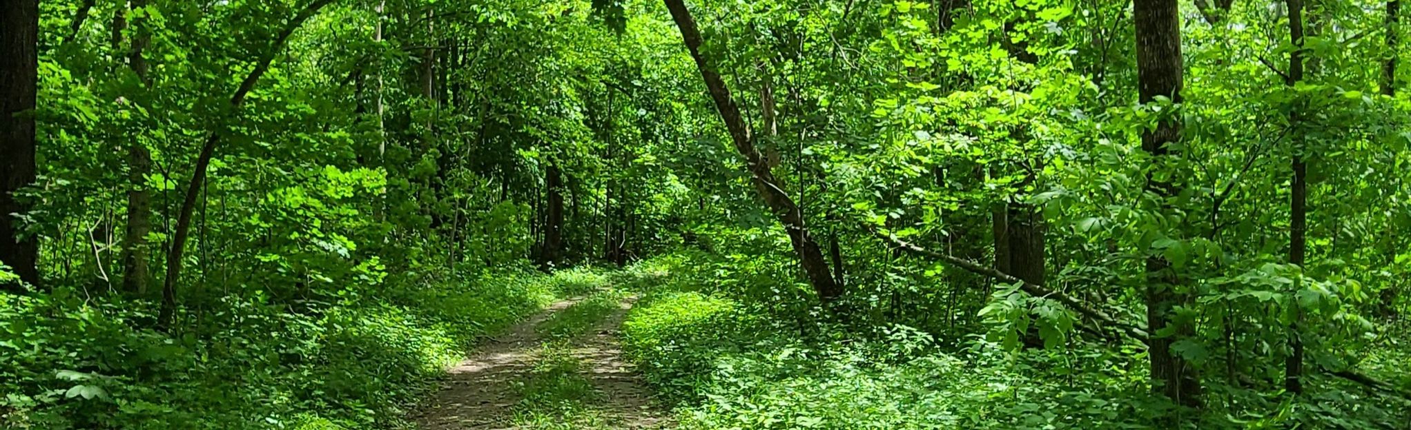 Hanging Rock Wildlife Area West Trail: 8 Reviews, Map - Iowa | AllTrails