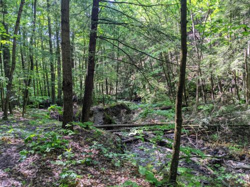 Best Hikes and Trails in South Bradford State Forest | AllTrails