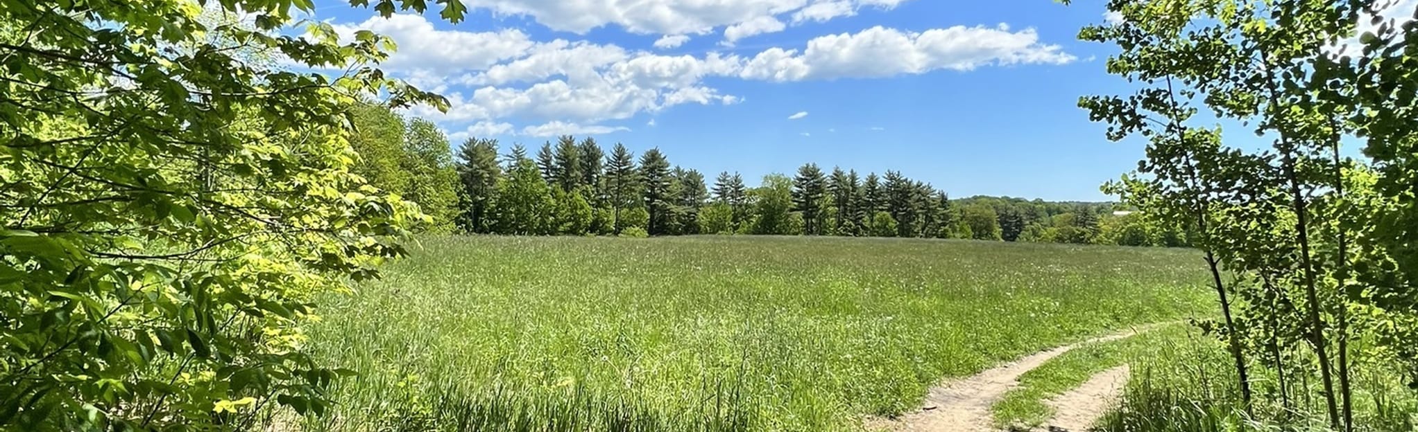 Blackstrap Hill Blue Trail, Orange Trail, and White Trail Loop, Maine 255 Reviews, Map AllTrails