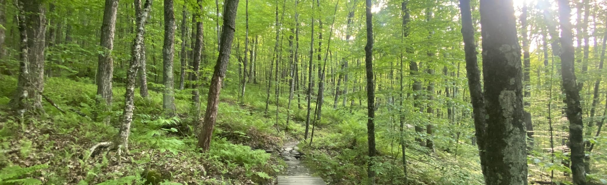 AllTrails Homestead, International and Town Highway 19 Trail 68