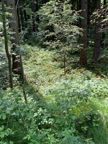 Burgenweg Oberpfalz Etappe 7: Tännesberg - Oberviechtach
