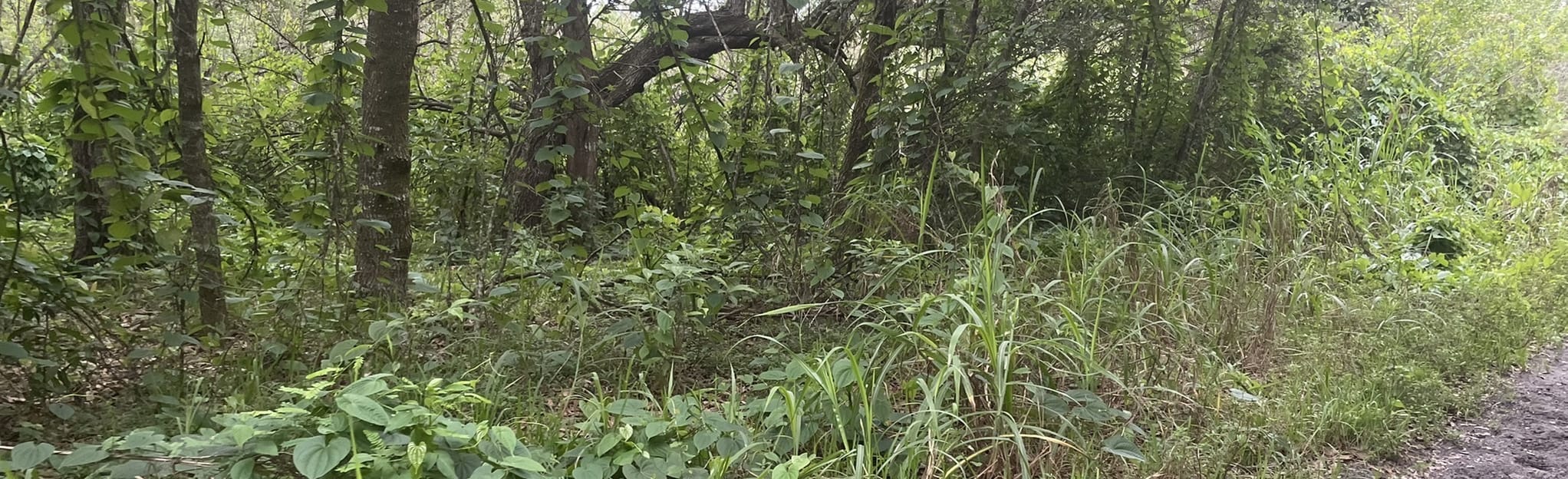 Tree Tops Equestrian Trail Map, Guide Florida AllTrails