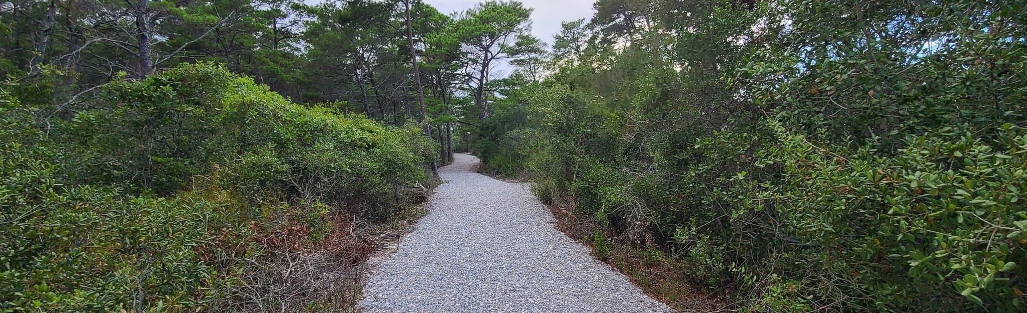 Hobe Sound Scrub Preserve Loop 16 Reviews, Map Florida AllTrails