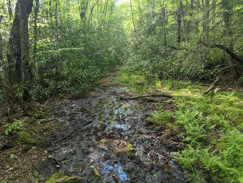 10 Best Hikes and Trails in Otter Creek Wildlife Management Area