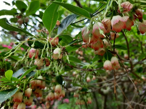 Rhododendronpark Gristede