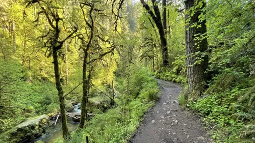 Silver Falls State Park: melhores trilhas curtas