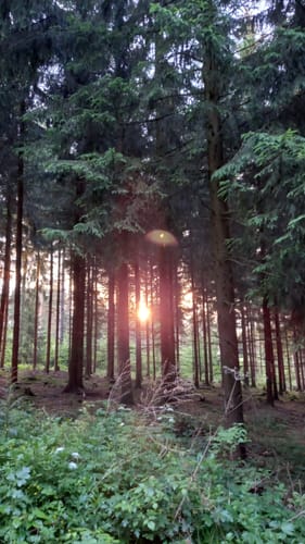 Rundweg Oberwald