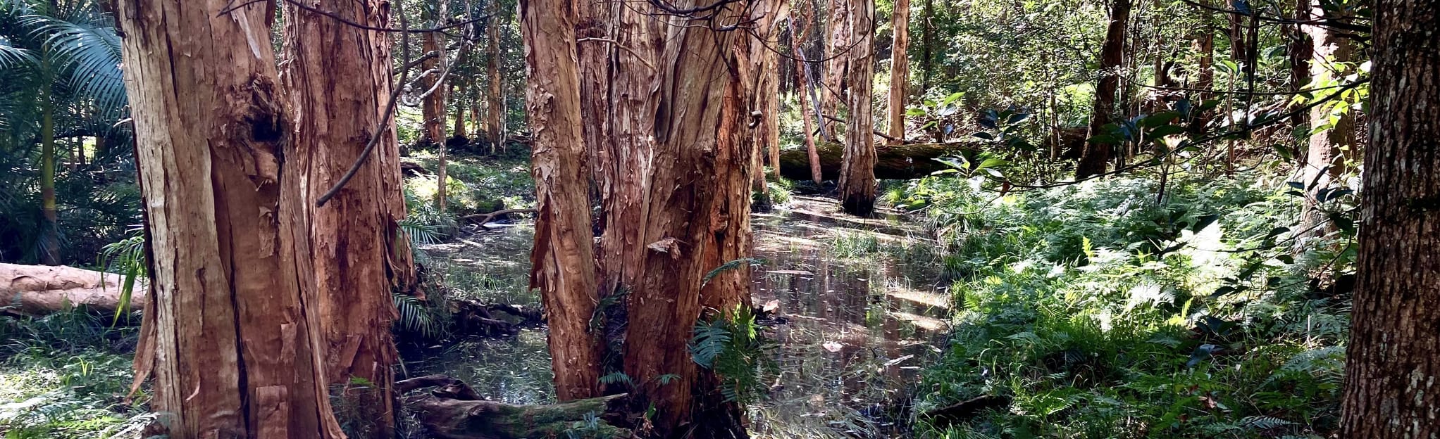 Whispering Woods and GCR Trails, Queensland, Australia 45 Reviews