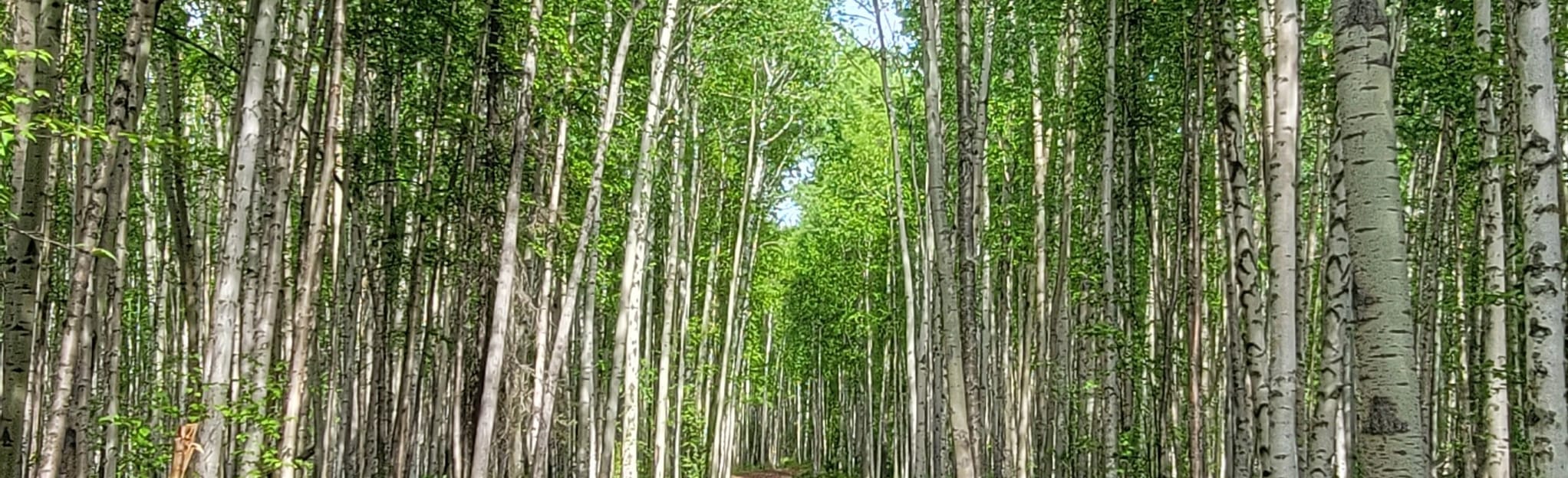 Birch Hill White Bear Loop, Alaska 151 Reviews, Map AllTrails