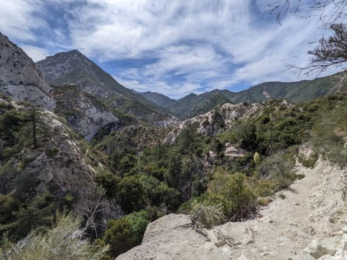 are dogs allowed in angelenos forest