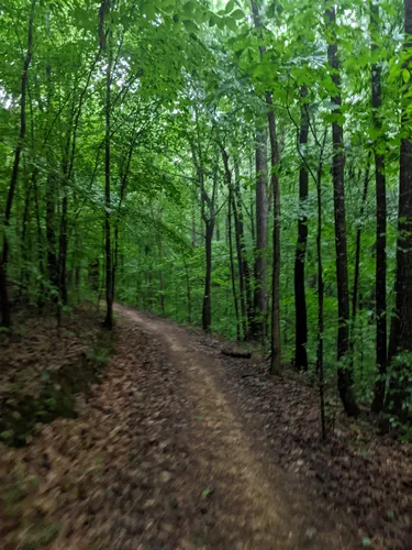 Raisin woods 2024 mountain bike park