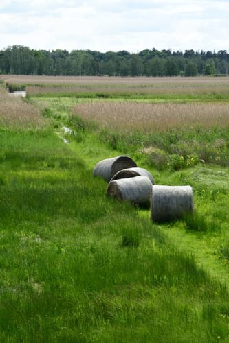 Rostocker Heide - Hütelmoor