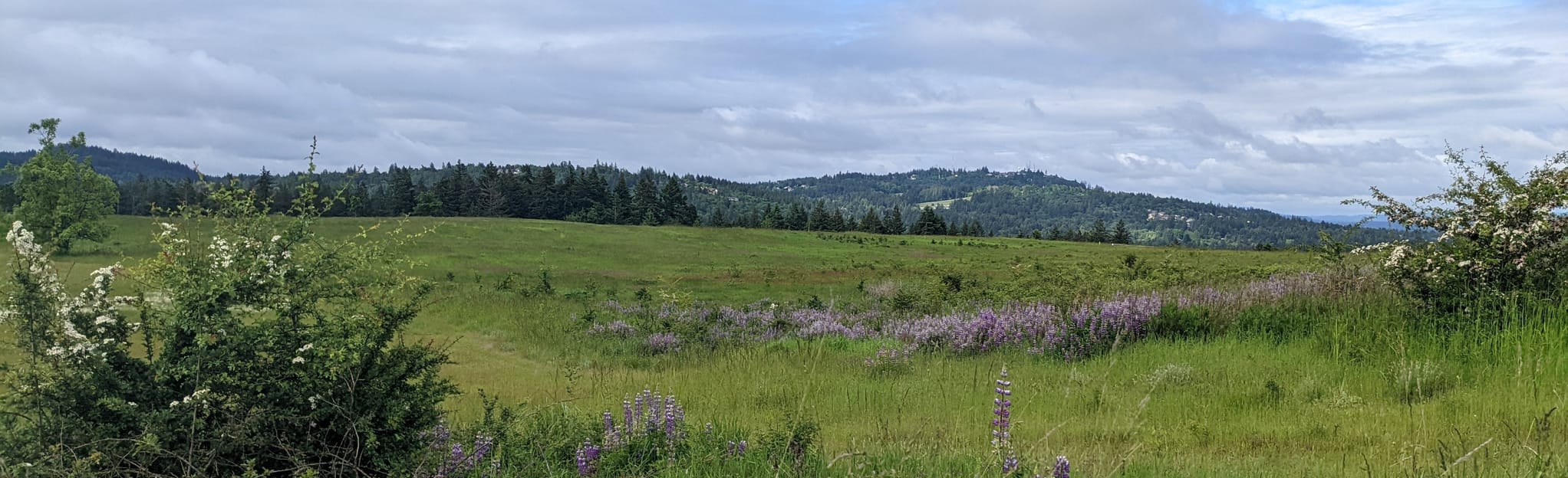 Orchard and Cedar Grove Loop Trail 887 Reviews, Map Oregon AllTrails
