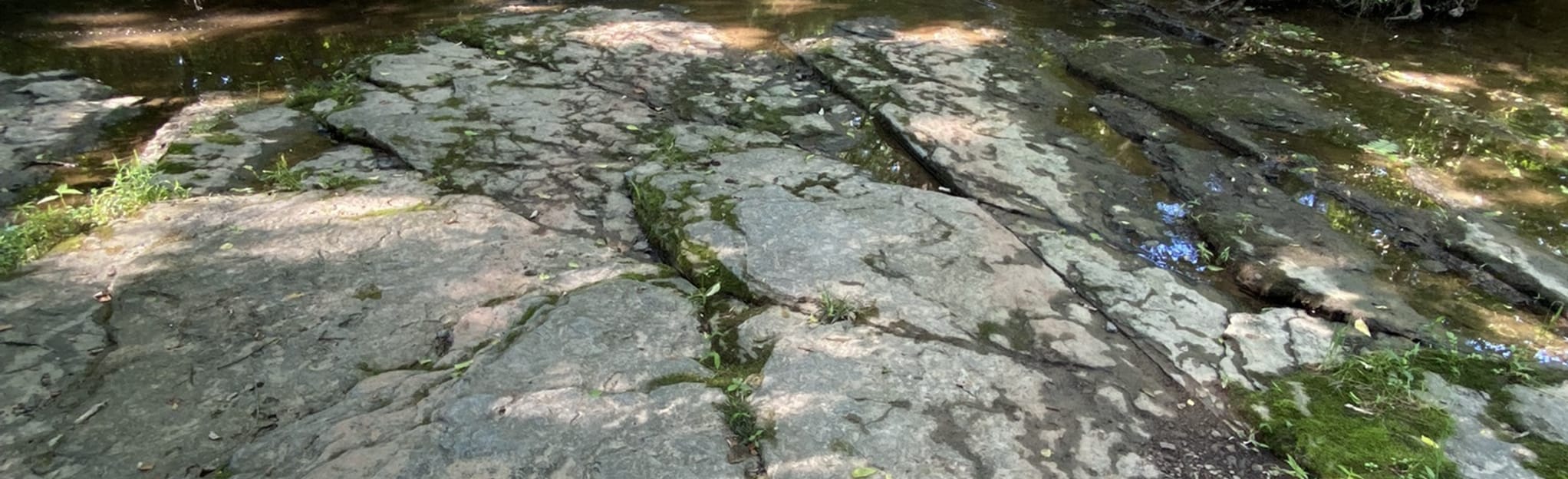 Nokesville Equestrian Park Loop 27 Reviews, Map Virginia AllTrails