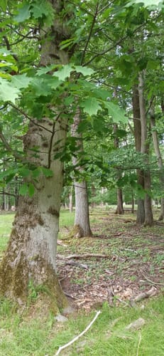 Ausleben - Hohes Holz