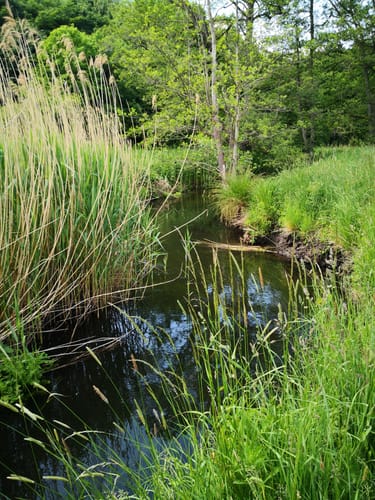 Rundwanderweg Hoppenrade
