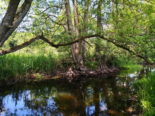 Rundwanderweg Hoppenrade