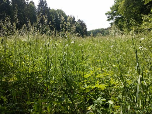 Zubringer Fernwanderweg Altmühltal-Panoramaweg: Riedenburg