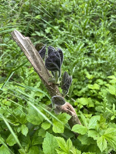 Forstwald Rundweg A1