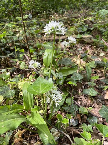 Forstwald Rundweg A1