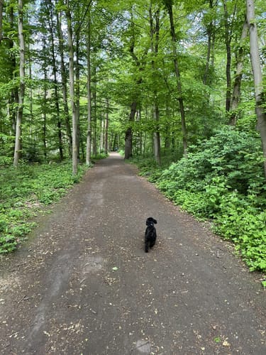 Forstwald Rundweg A1