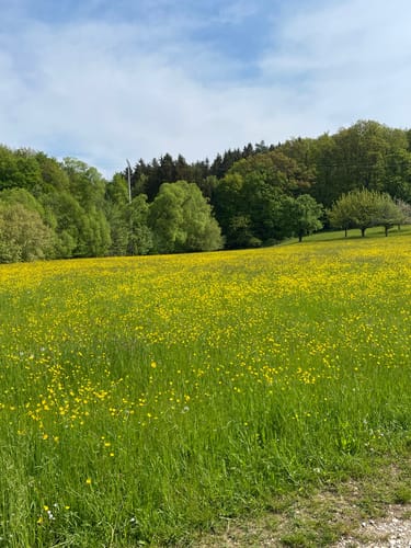 Firstwaldrunde (Premiumwanderweg)