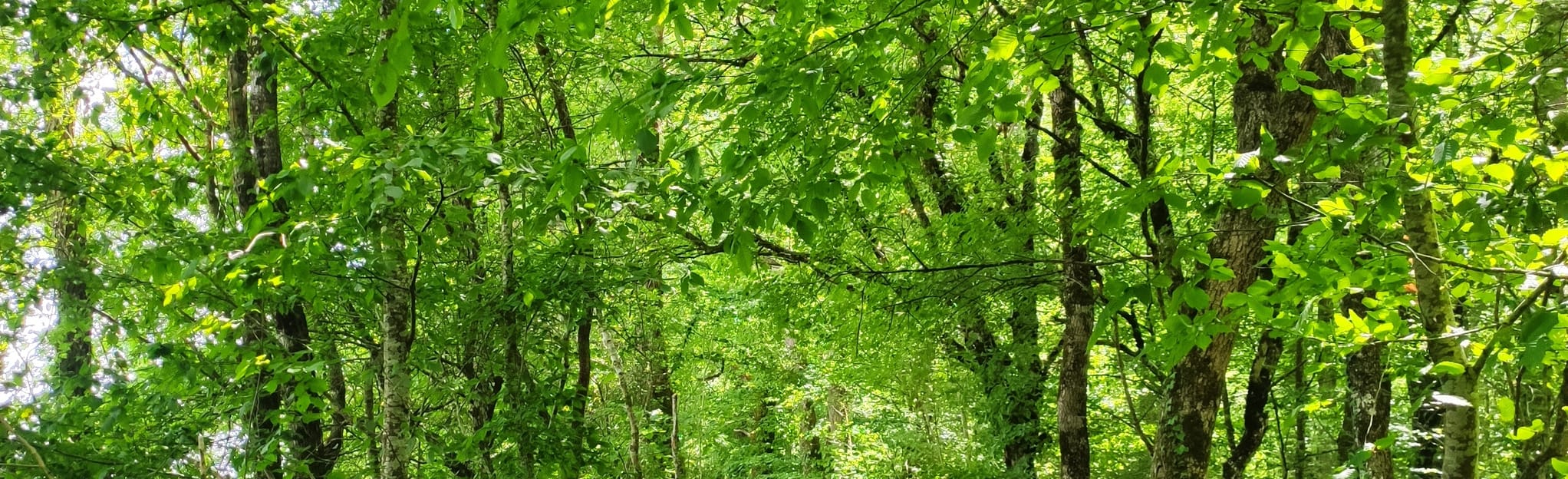 Fontcouverte Bois des Brandes, CharenteMaritime, France 18 Reviews